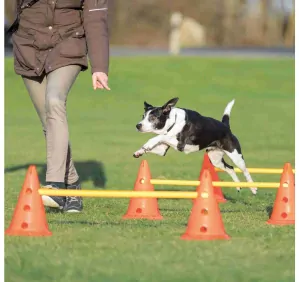 TRIXIE Dog Activity překážky (3 ks) 23 x 30 cm/78 cm oranž/žlutá